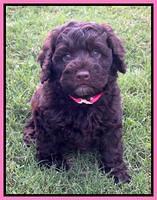 pink 6 wks