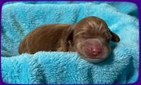 Gigi Traveler newborn pups 31
