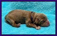 Gigi Traveler newborn pups 41