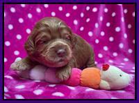 Gigi Traveler pups 2 wks old 61