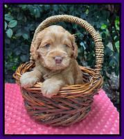Gigi Traveler pups 4wks old 91