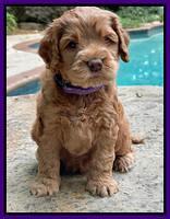 Gigi Traveler pups 5 wks old 61