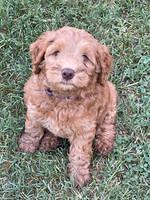 Gigi Traveler pups 7 weeks old 61