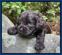 Gigi Traveler pups 3 wks old 101