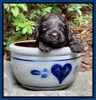 Gigi Traveler pups 3 wks old 111