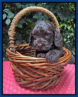 Gigi Traveler pups 4wks old 121