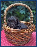 Gigi Traveler pups 4wks old 151