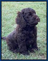Gigi Traveler pups 7 weeks old 111