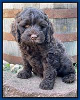 Gigi Traveler pups 7 weeks old 141