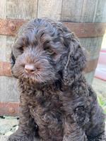 Gigi Traveler pups 7 weeks old 151