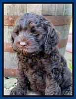 Gigi Traveler pups 7 weeks old 161