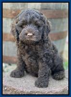 Gigi Traveler pups 7 weeks old 171