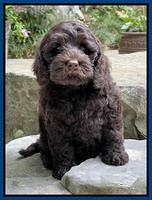 Gigi Traveler pups 8 wks old 17200