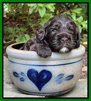 Gigi Traveler pups 3 wks old 131