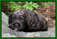 Gigi Traveler pups 3 wks old 151