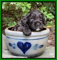 Gigi Traveler pups 3 wks old 171