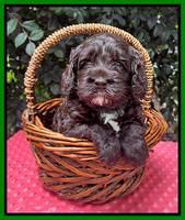 Gigi Traveler pups 4wks old 171