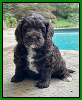 Gigi Traveler pups 5 wks old 151