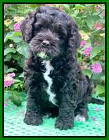 Gigi Traveler pups 6 wks old 251