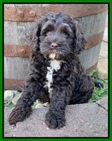 Gigi Traveler pups 7 weeks old 201