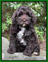 Gigi Traveler pups 8 wks old 1200