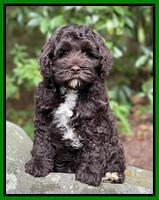 Gigi Traveler pups 8 wks old 2200