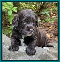 Gigi Traveler pups 3 wks old 191