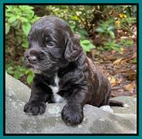 Gigi Traveler pups 3 wks old 201