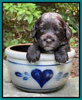 Gigi Traveler pups 3 wks old 231