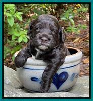 Gigi Traveler pups 3 wks old 241