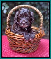 Gigi Traveler pups 4wks old 201