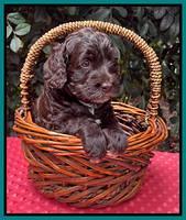 Gigi Traveler pups 4wks old 211