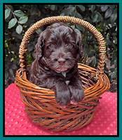 Gigi Traveler pups 4wks old 221