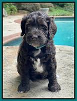 Gigi Traveler pups 5 wks old 221