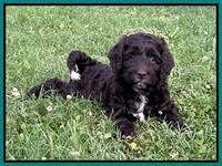 Gigi Traveler pups 6 wks old 321