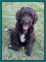 Gigi Traveler pups 7 weeks old 221