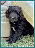 Gigi Traveler pups 7 weeks old 241