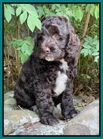 Gigi Traveler pups 8 wks old 121