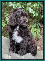 Gigi Traveler pups 8 wks old 71