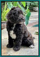 Gigi Traveler pups 8 wks old 91