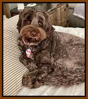 gigi snuggle bed