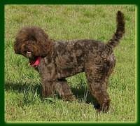 Gizzie Roux new doo 2 years old 012