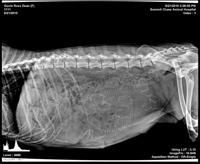 Gizzie Roux xray preg 3