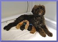 Group puppy pictures
