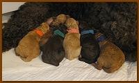 Roo Ripley puppies newborn 9 29 10 015