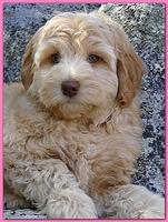Individual puppy pictures[b][color=#921616]