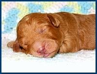 Gizzie Ripley puppies 1 week old 011