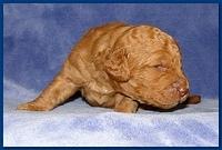 Gizzie Ripley puppies 2 weeks old 2 005