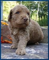 Gizzie Ripley puppies 3 weeks old 040