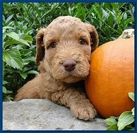 Gizzie Ripley puppies 4 weeks old 003